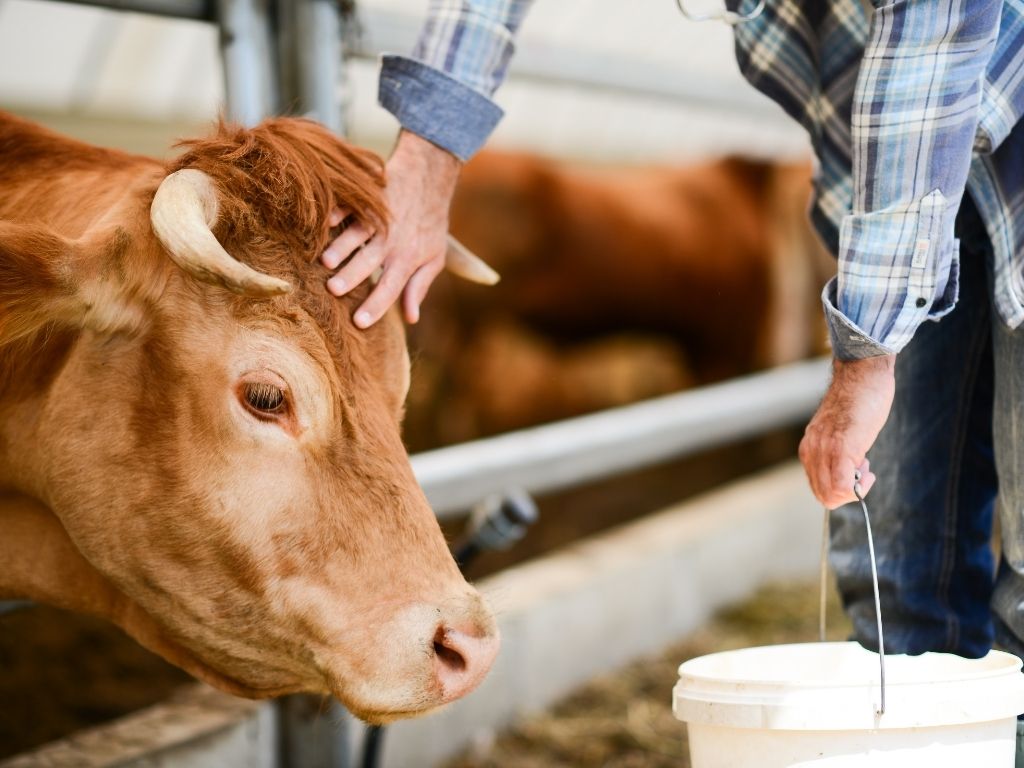 Must-Know Water Tips for Livestock Farmers