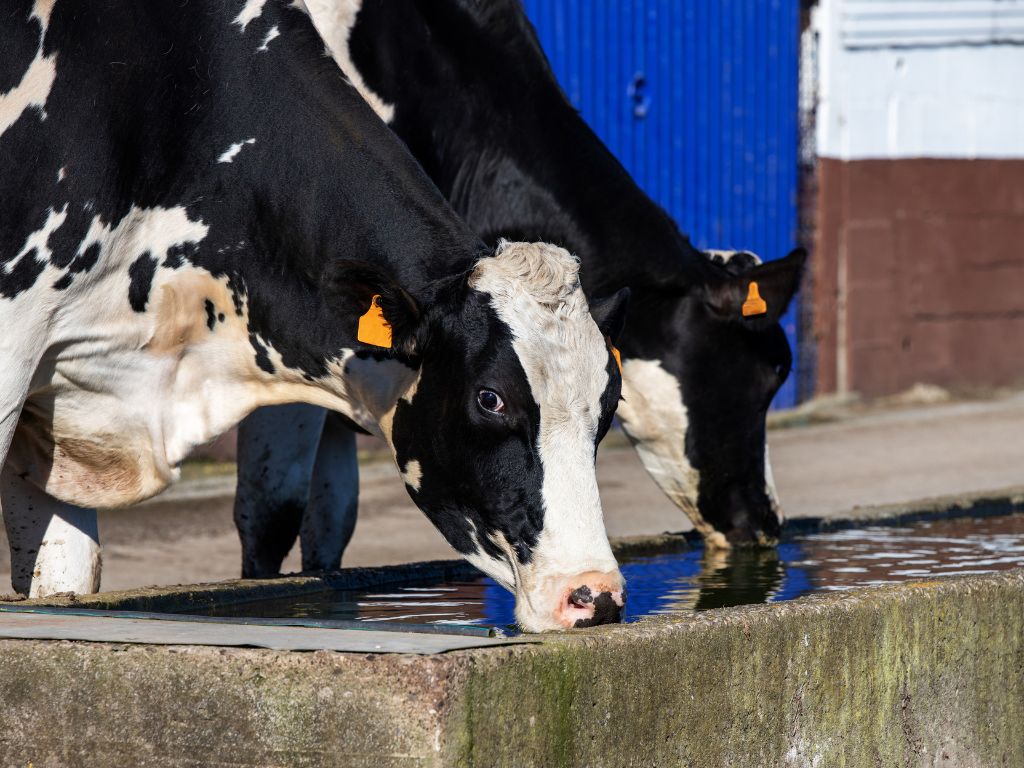 The Importance of Water Quality to Livestock
