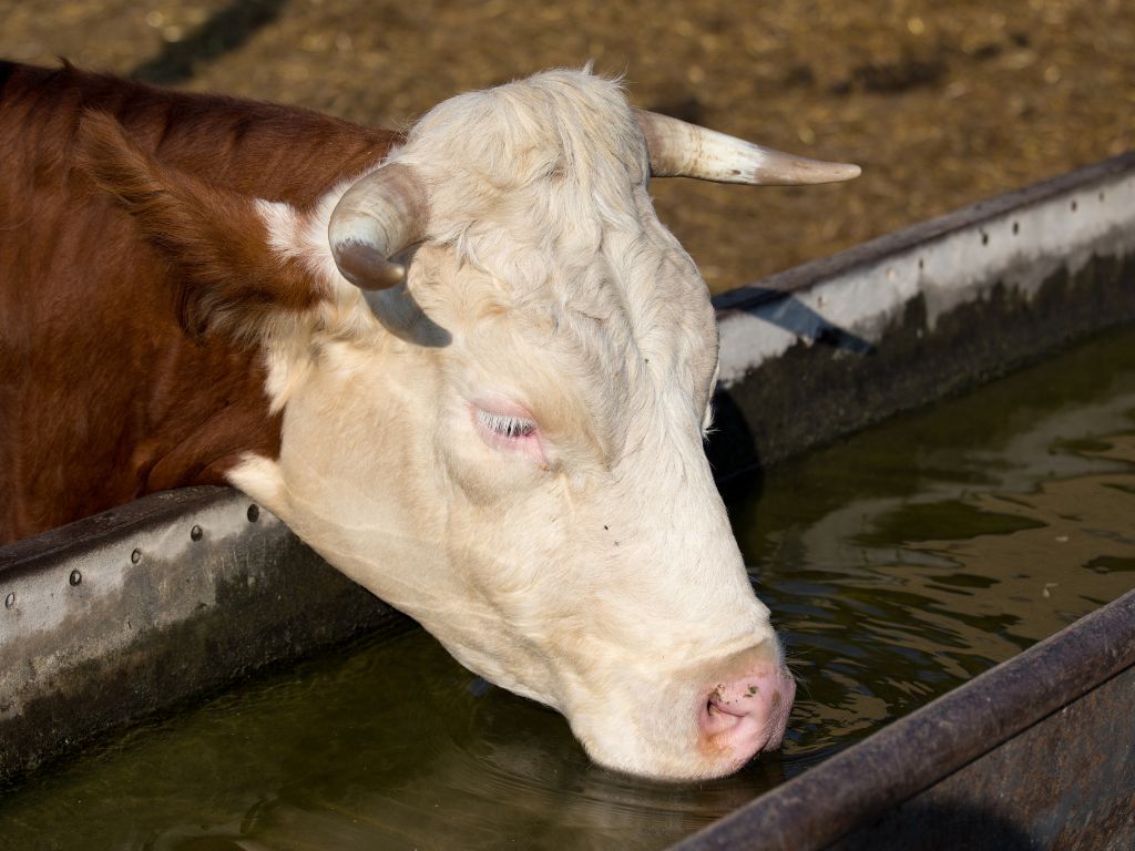 Must-Have Farm Feeding Equipment for Your Livestock