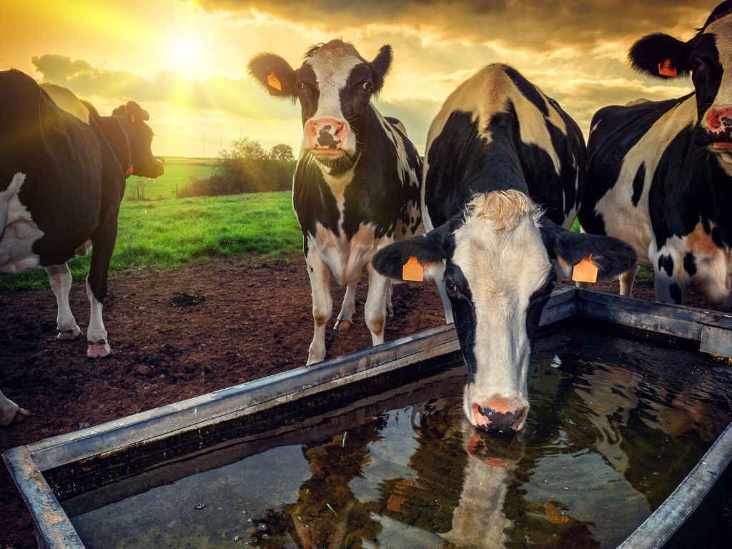 How To Reduce Water Usage for Livestock on Your Farm